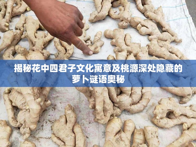 揭秘花中四君子文化寓意及桃源深处隐藏的萝卜谜语奥秘