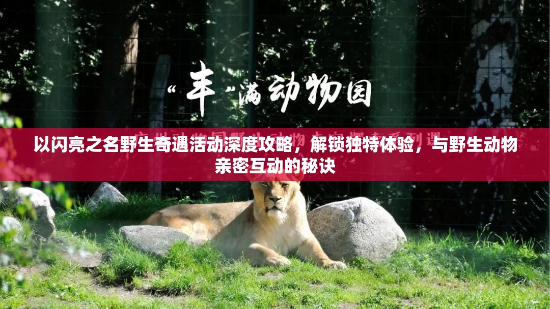 以闪亮之名野生奇遇活动深度攻略，解锁独特体验，与野生动物亲密互动的秘诀