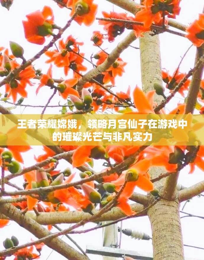 王者荣耀嫦娥，领略月宫仙子在游戏中的璀璨光芒与非凡实力