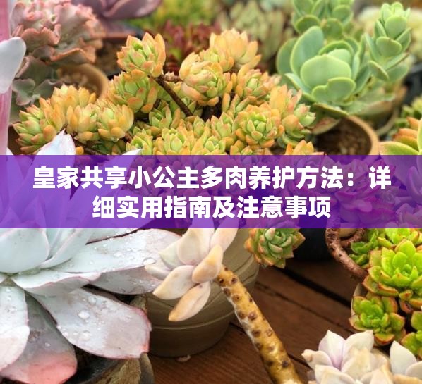 皇家共享小公主多肉养护方法：详细实用指南及注意事项