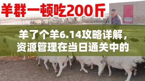 羊了个羊6.14攻略详解，资源管理在当日通关中的重要性及实施高效策略