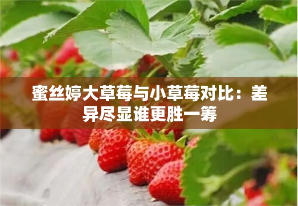 蜜丝婷大草莓与小草莓对比：差异尽显谁更胜一筹