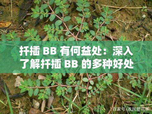 扦插 BB 有何益处：深入了解扦插 BB 的多种好处