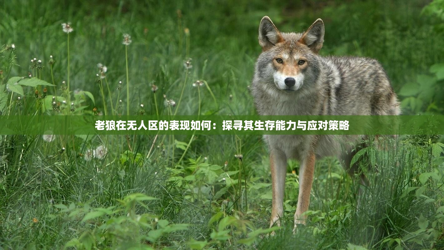 老狼在无人区的表现如何：探寻其生存能力与应对策略