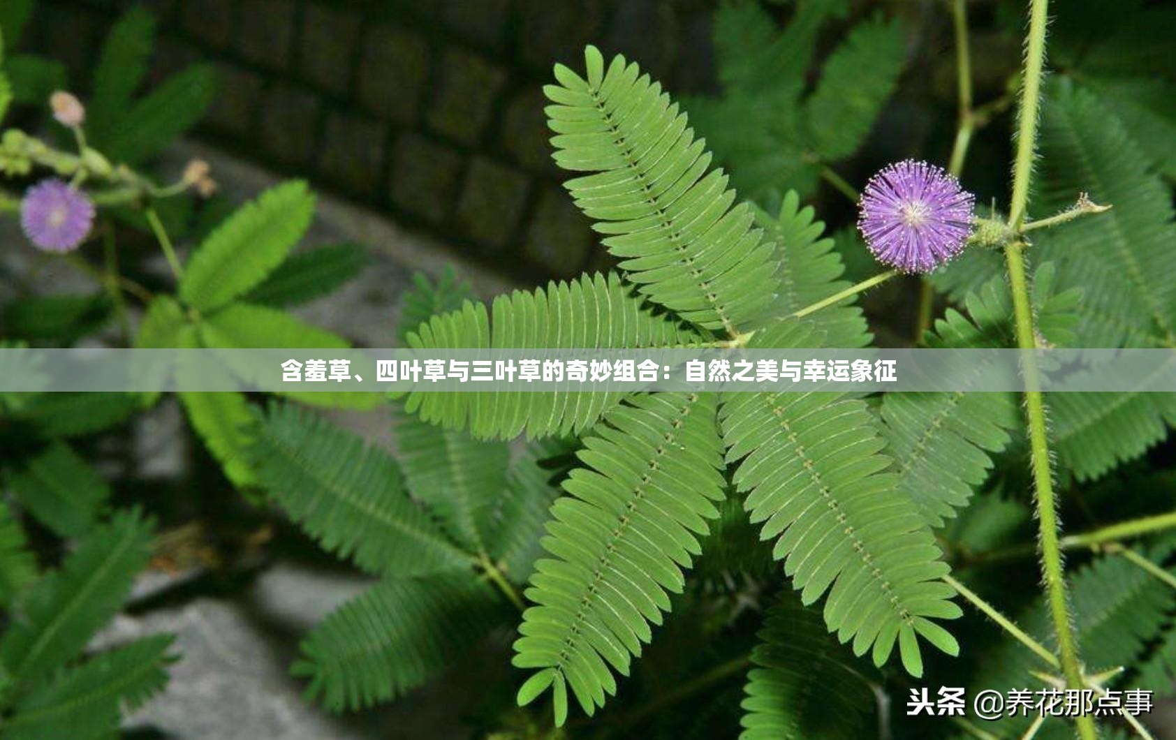 含羞草、四叶草与三叶草的奇妙组合：自然之美与幸运象征