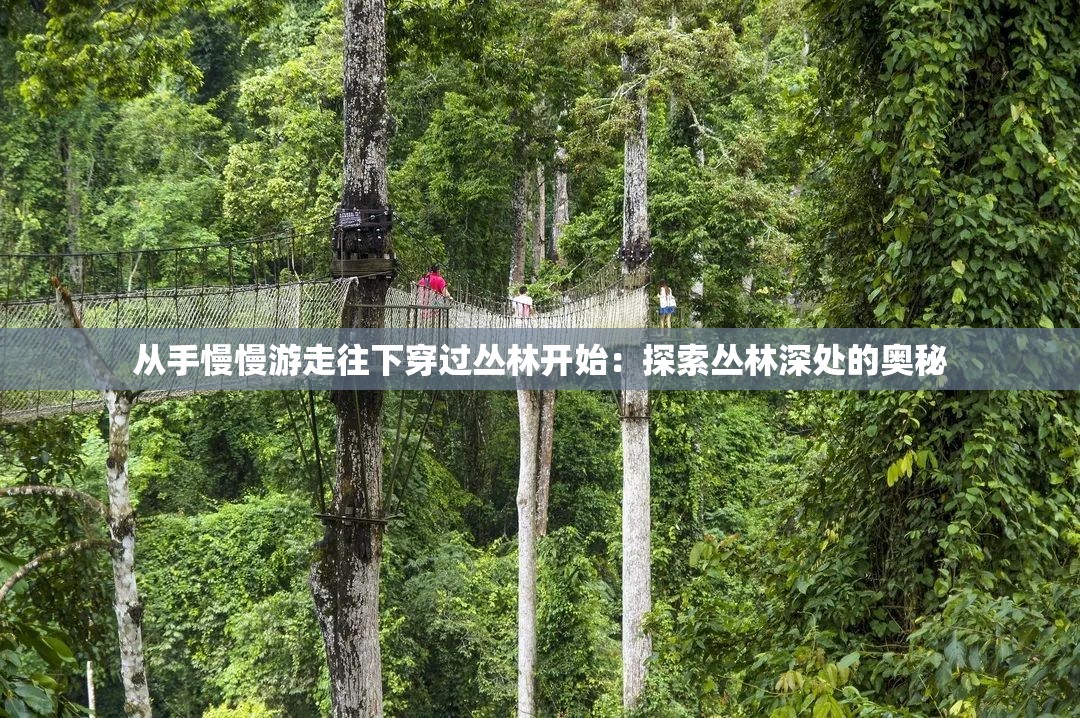 从手慢慢游走往下穿过丛林开始：探索丛林深处的奥秘