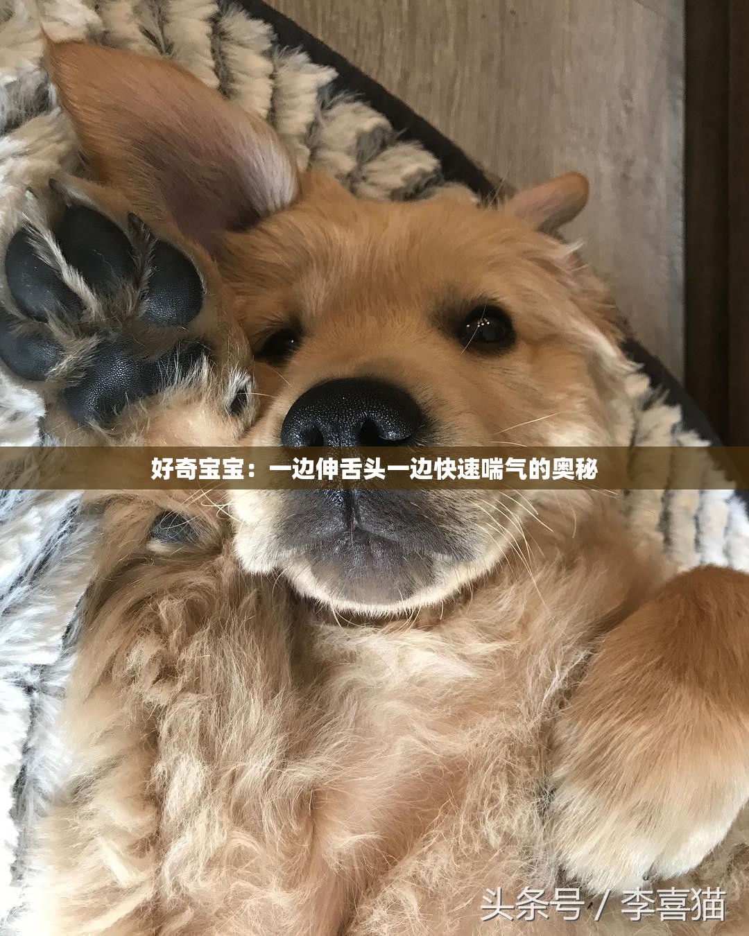 好奇宝宝：一边伸舌头一边快速喘气的奥秘
