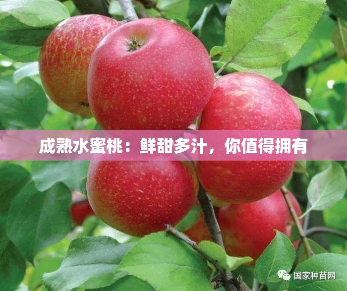 成熟水蜜桃：鲜甜多汁，你值得拥有