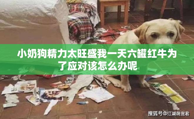 小奶狗精力太旺盛我一天六罐红牛为了应对该怎么办呢