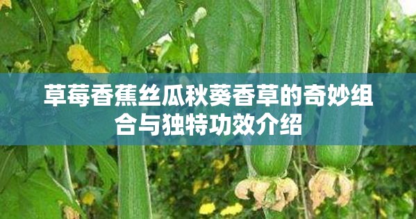 草莓香蕉丝瓜秋葵香草的奇妙组合与独特功效介绍