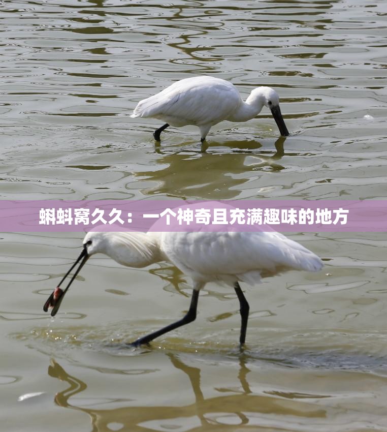 蝌蚪窝久久：一个神奇且充满趣味的地方