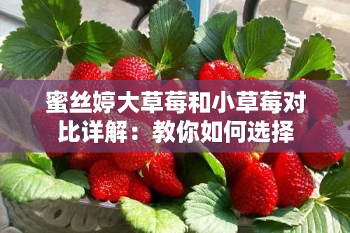 蜜丝婷大草莓和小草莓对比详解：教你如何选择