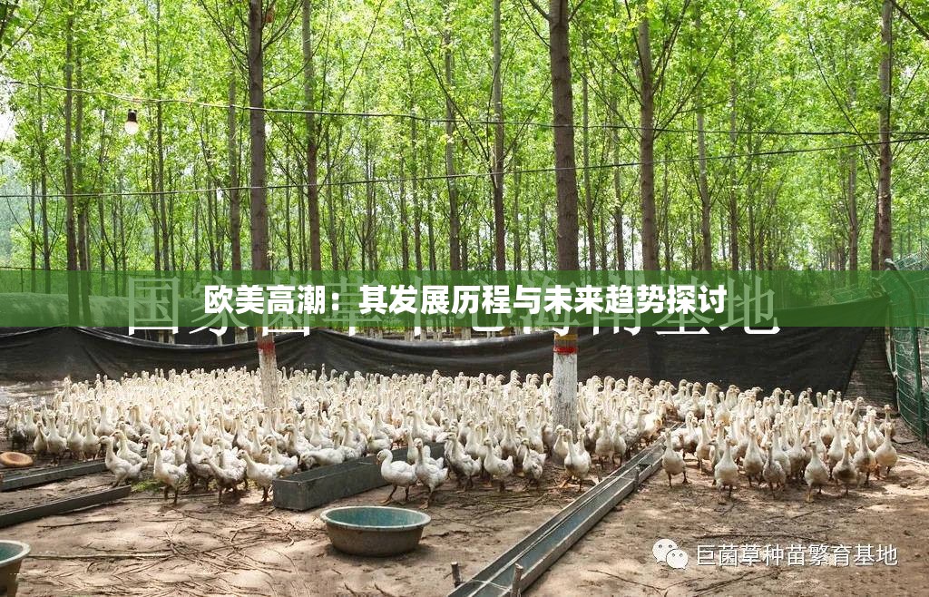 欧美高潮：其发展历程与未来趋势探讨