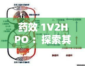 药效 1V2HPO ：探索其在疾病治疗中的独特作用与潜力