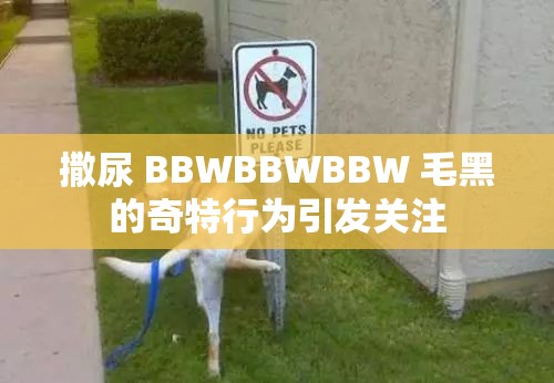 撒尿 BBWBBWBBW 毛黑的奇特行为引发关注