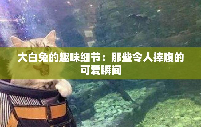 大白兔的趣味细节：那些令人捧腹的可爱瞬间