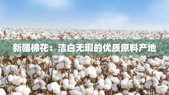 新疆棉花：洁白无瑕的优质原料产地
