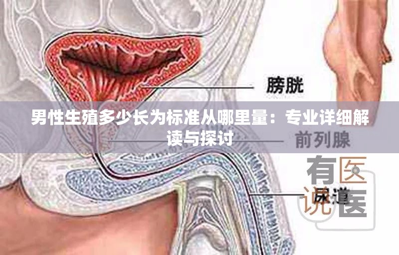 男性生殖多少长为标准从哪里量：专业详细解读与探讨