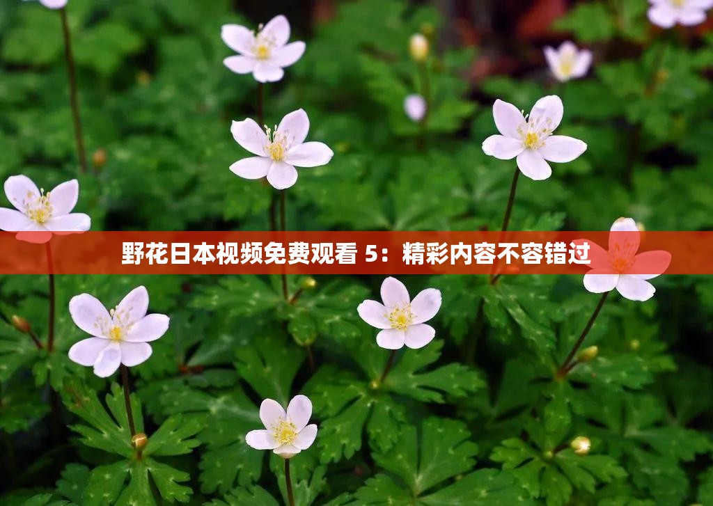 野花日本视频免费观看 5：精彩内容不容错过