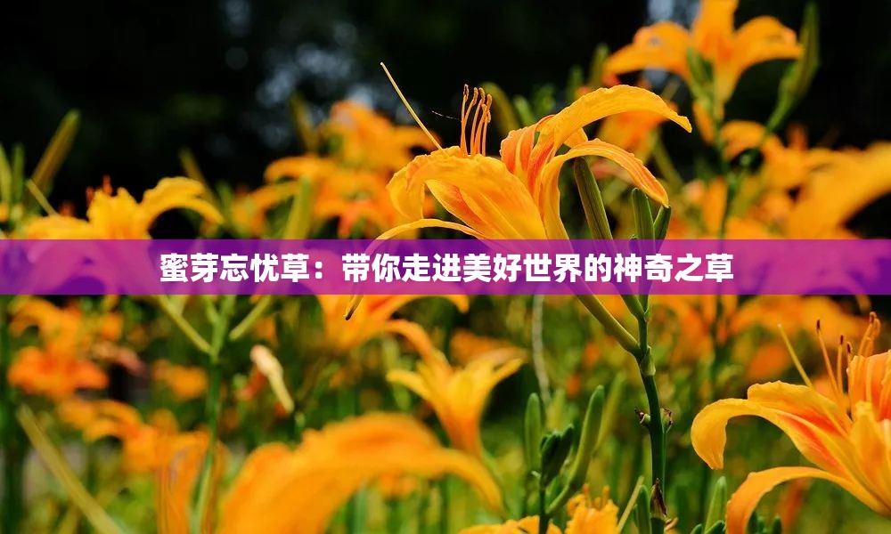 蜜芽忘忧草：带你走进美好世界的神奇之草