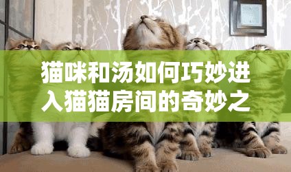猫咪和汤如何巧妙进入猫猫房间的奇妙之旅
