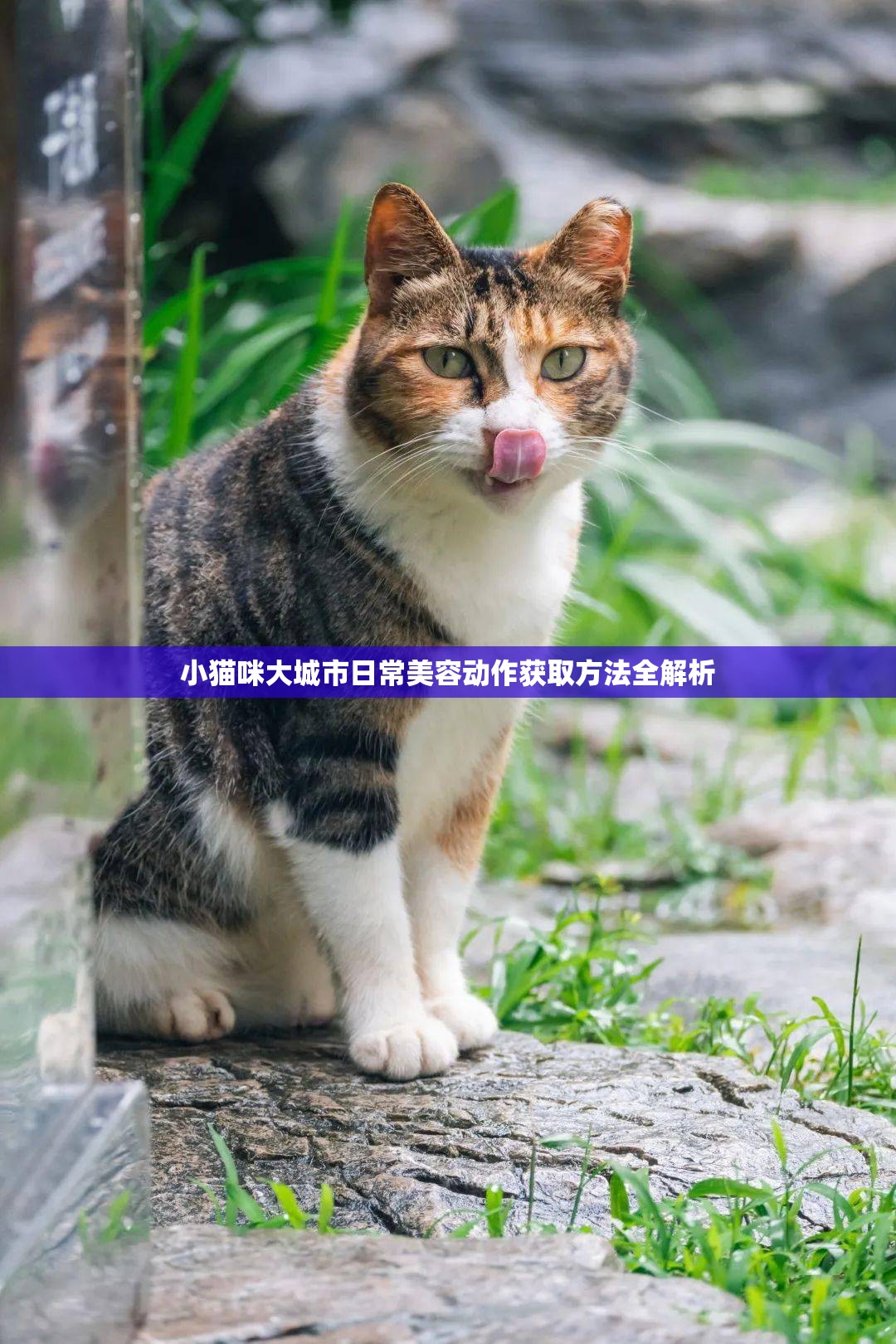 小猫咪大城市日常美容动作获取方法全解析