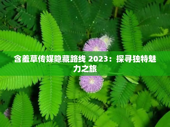 含羞草传媒隐藏路线 2023：探寻独特魅力之旅