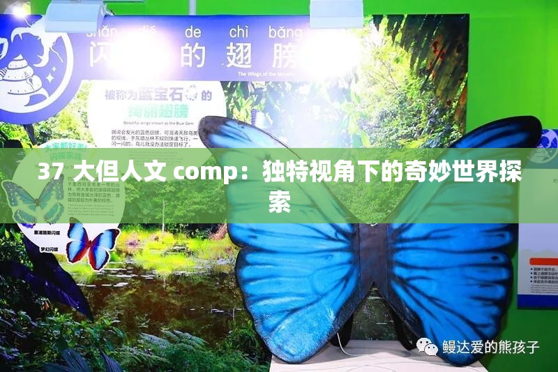 37 大但人文 comp：独特视角下的奇妙世界探索