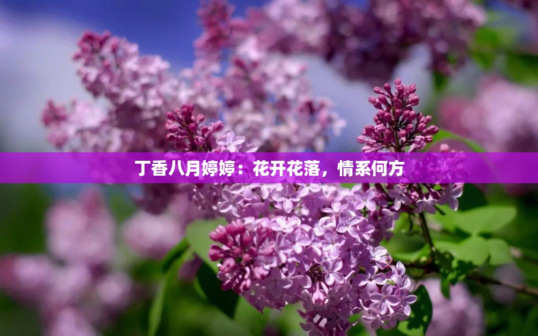 丁香八月婷婷：花开花落，情系何方