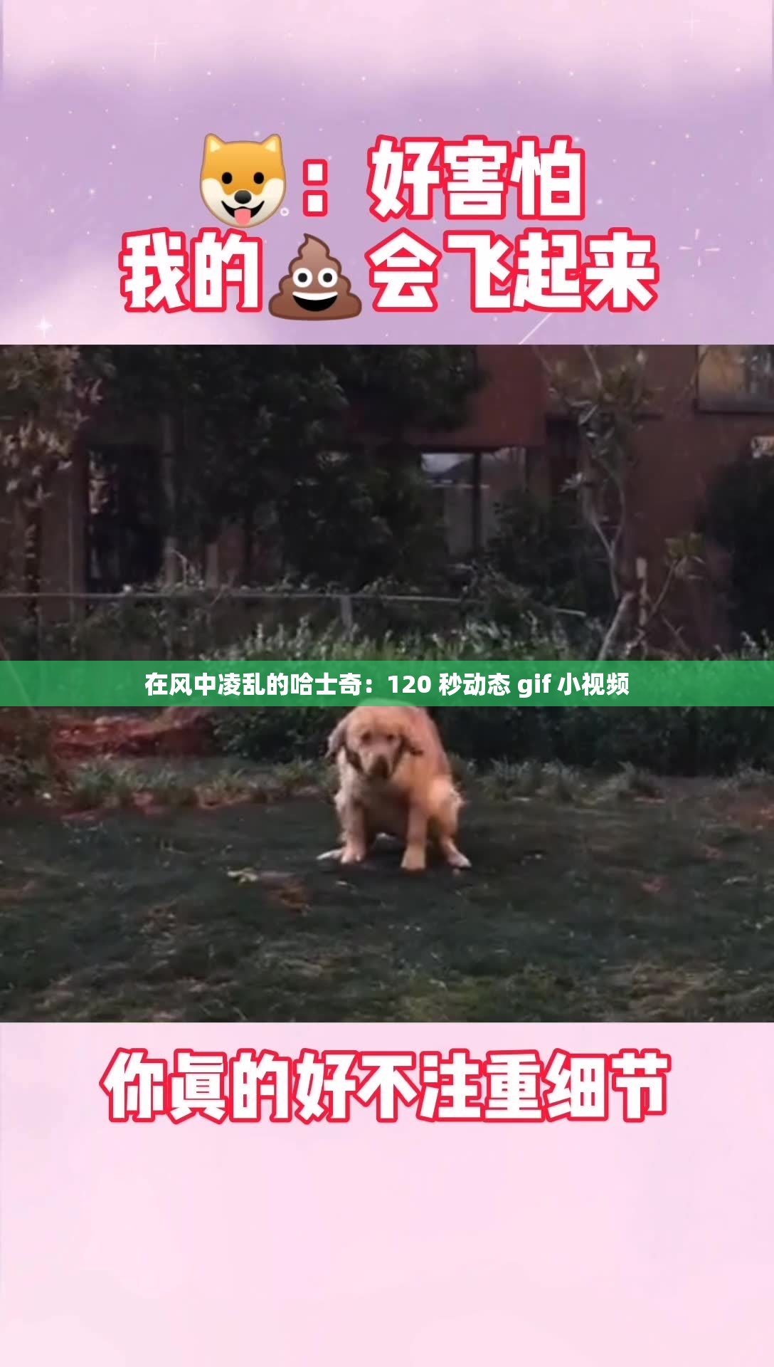 在风中凌乱的哈士奇：120 秒动态 gif 小视频
