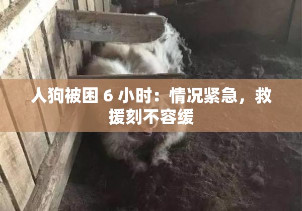 人狗被困 6 小时：情况紧急，救援刻不容缓