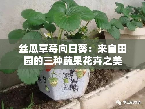 丝瓜草莓向日葵：来自田园的三种蔬果花卉之美