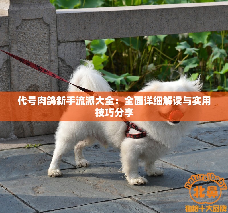 代号肉鸽新手流派大全：全面详细解读与实用技巧分享