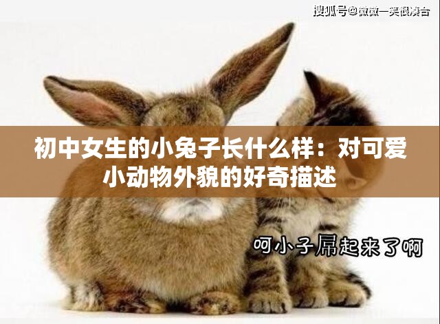 初中女生的小兔子长什么样：对可爱小动物外貌的好奇描述
