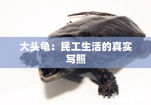大头龟：民工生活的真实写照