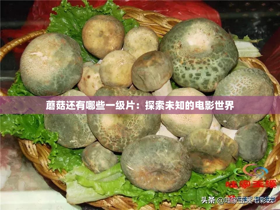 蘑菇还有哪些一级片：探索未知的电影世界