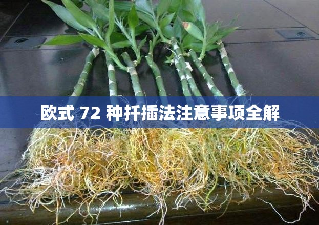 欧式 72 种扦插法注意事项全解