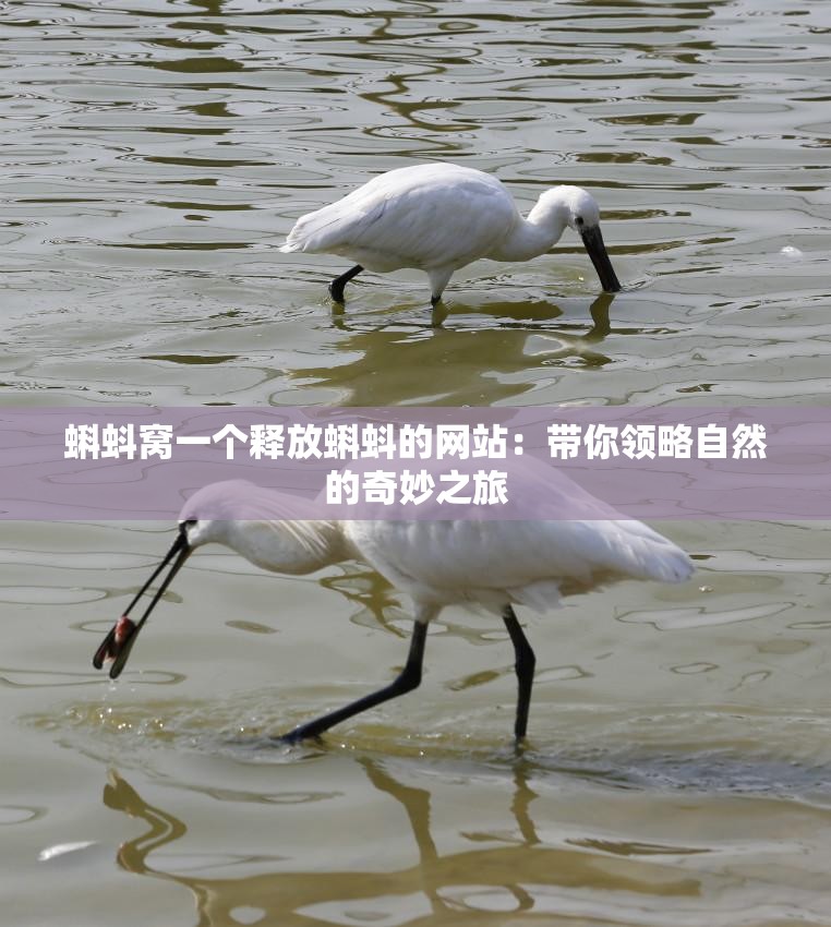 蝌蚪窝一个释放蝌蚪的网站：带你领略自然的奇妙之旅