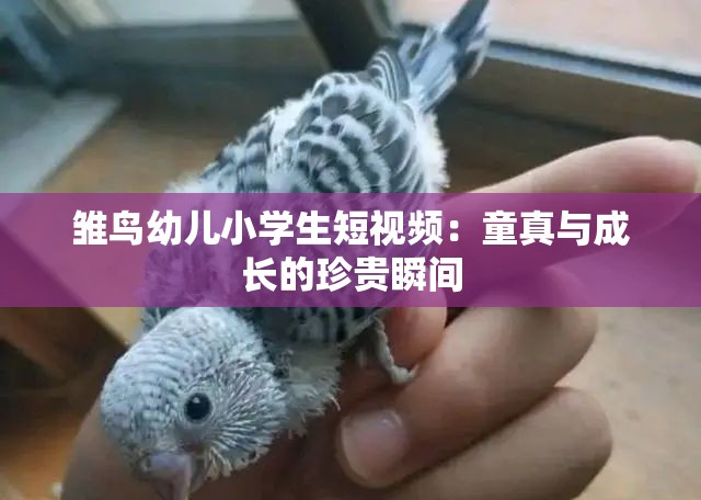 雏鸟幼儿小学生短视频：童真与成长的珍贵瞬间