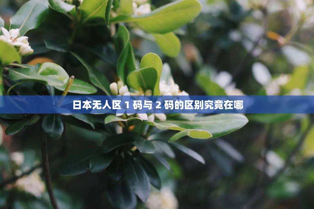 日本无人区 1 码与 2 码的区别究竟在哪