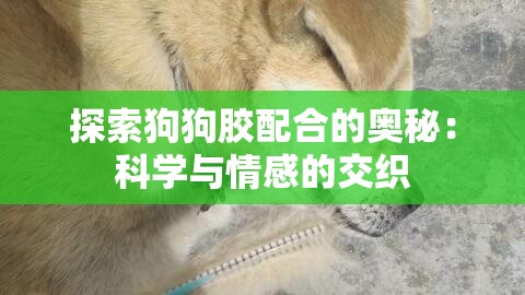 探索狗狗胶配合的奥秘：科学与情感的交织