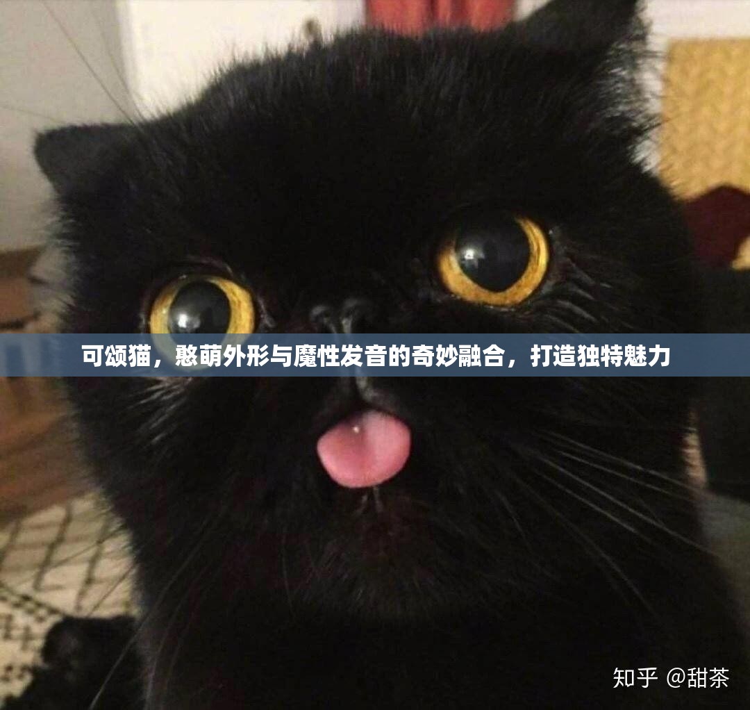 可颂猫，憨萌外形与魔性发音的奇妙融合，打造独特魅力