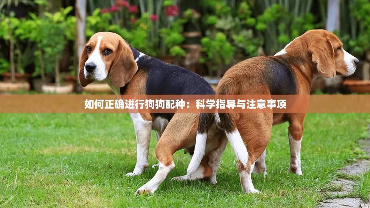 如何正确进行狗狗配种：科学指导与注意事项