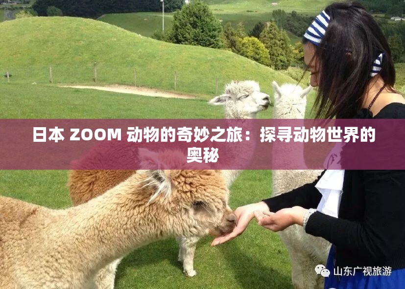 日本 ZOOM 动物的奇妙之旅：探寻动物世界的奥秘