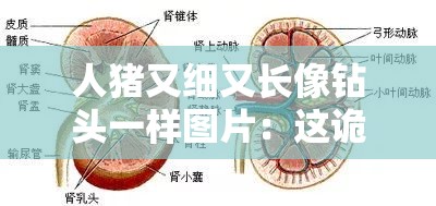 人猪又细又长像钻头一样图片：这诡异的生物到底是什么？
