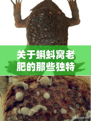 关于蝌蚪窝老肥的那些独特故事与经历