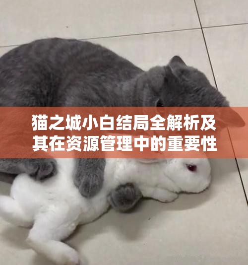 猫之城小白结局全解析及其在资源管理中的重要性及高效策略探讨