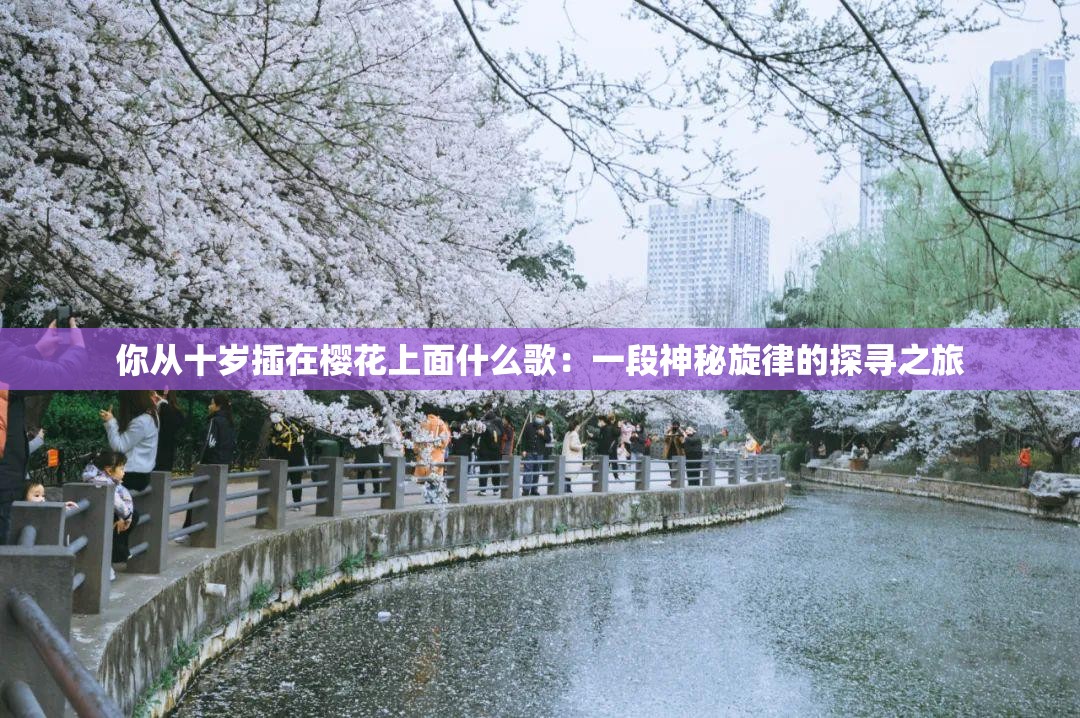 你从十岁插在樱花上面什么歌：一段神秘旋律的探寻之旅