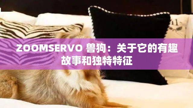 ZOOMSERVO 兽狗：关于它的有趣故事和独特特征