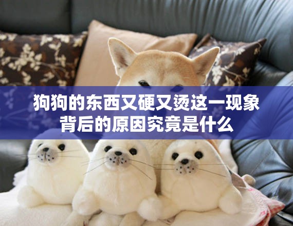 狗狗的东西又硬又烫这一现象背后的原因究竟是什么